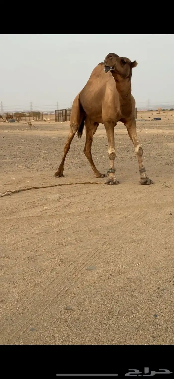 بعير فحل للبيع 3