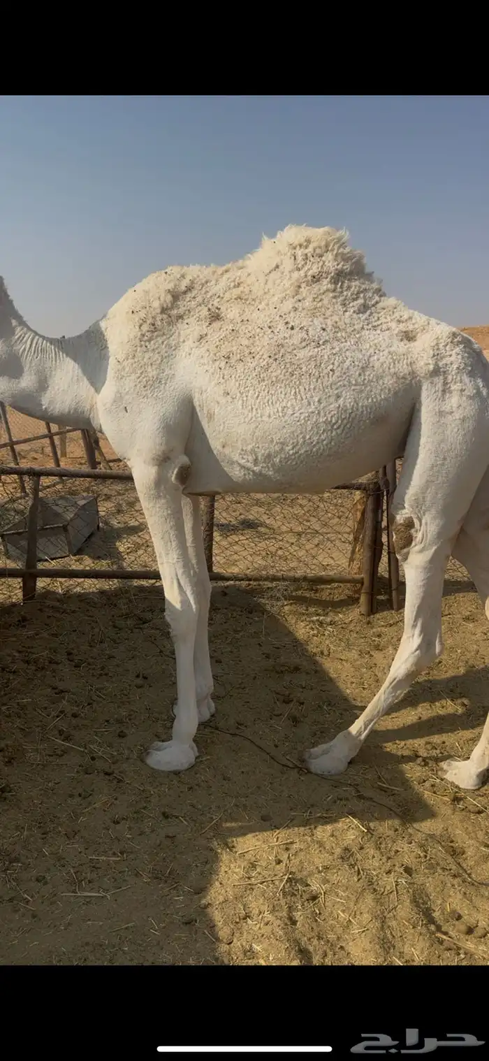 بكره وضحاء حليوه ساسها طيب الي بيقني او اسكين 4