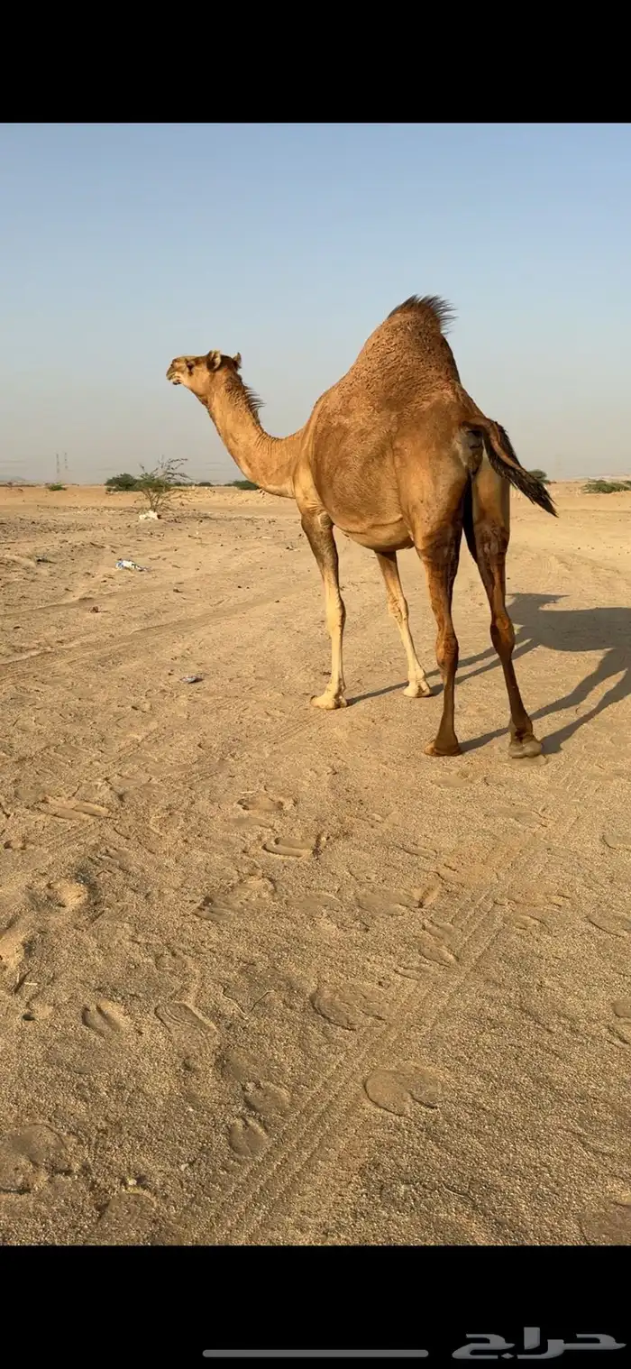 بكره ساحليه لقحة للبيع 1