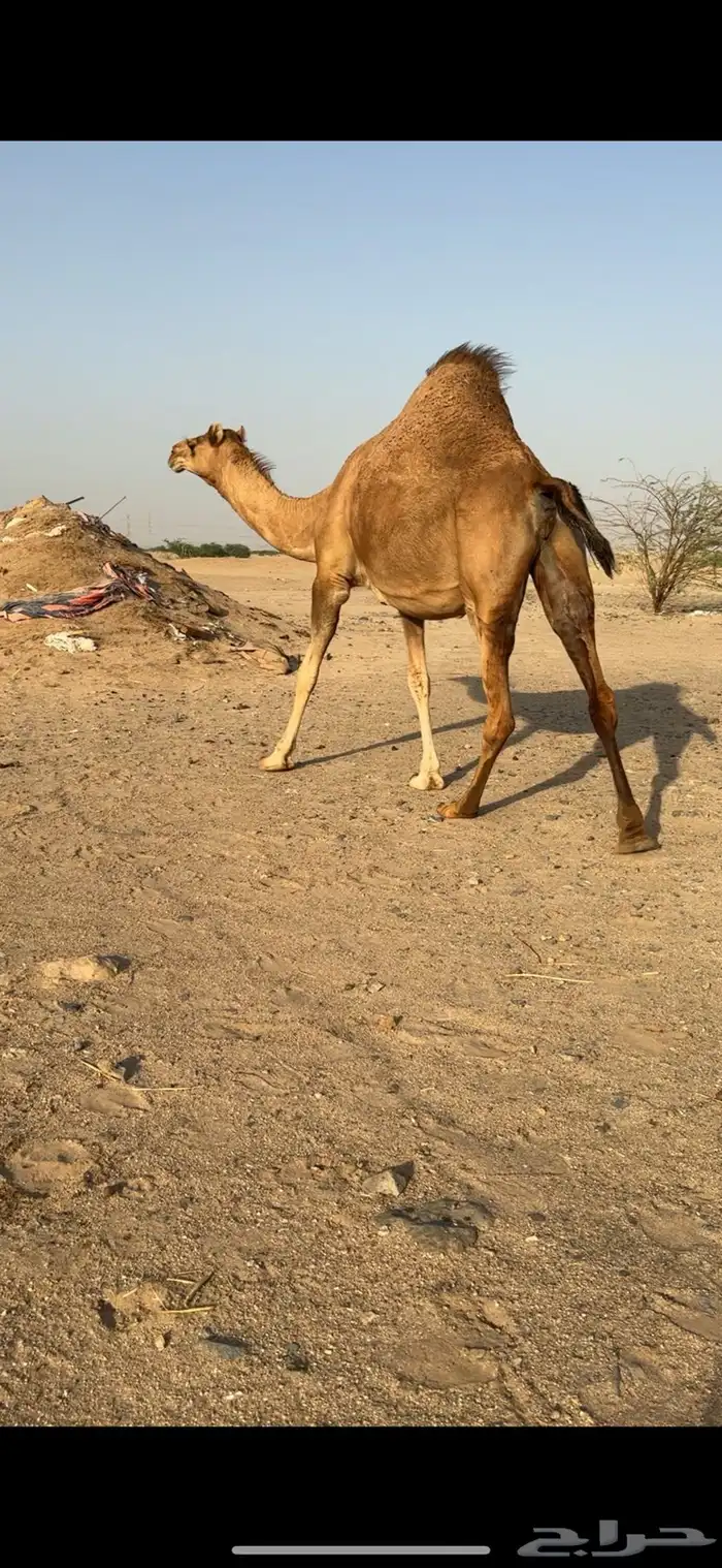 بكره ساحليه لقحة للبيع 7