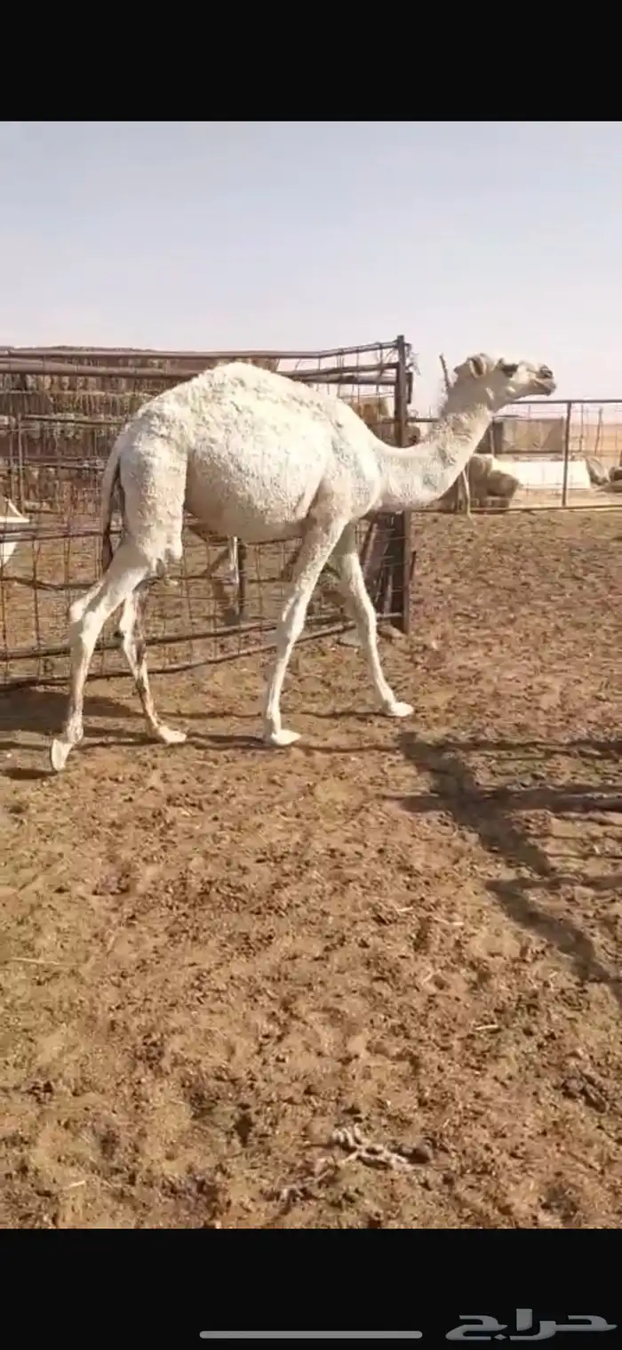 للبيع حشو تربيه 0