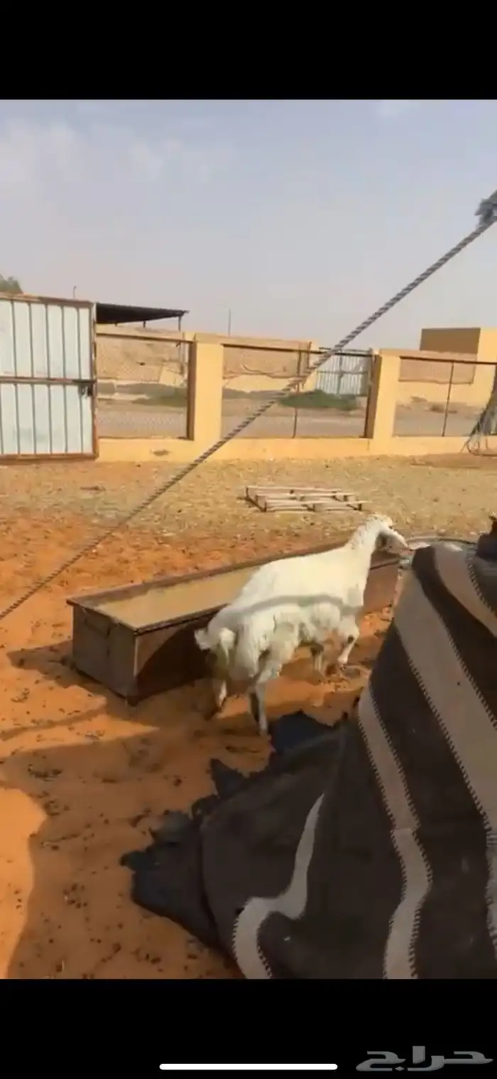 خروف مشروك نعيمي مع حري طيب ونظيف وشحم عمره 6 شهور 2