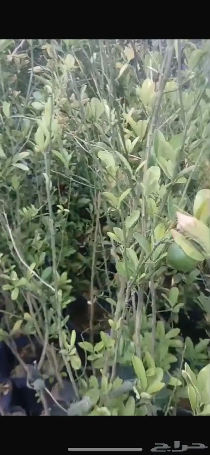 مشتل اشجار شتلات 6