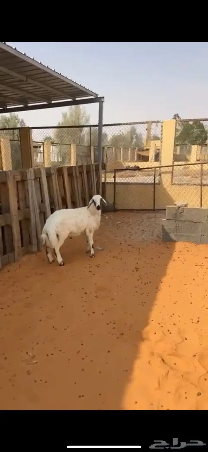خروف مشروك نعيمي مع حري طيب ونظيف وشحم عمره 6 شهور 1