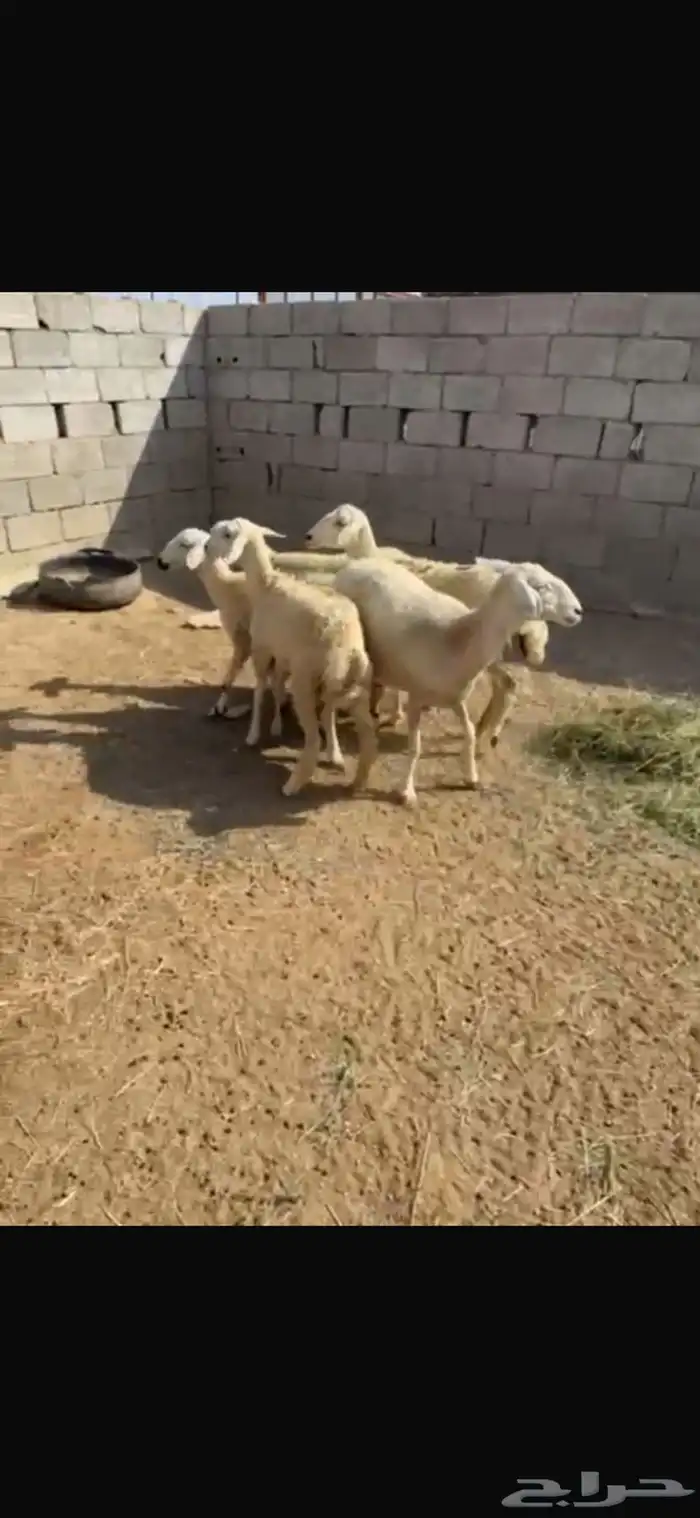 ضان 2