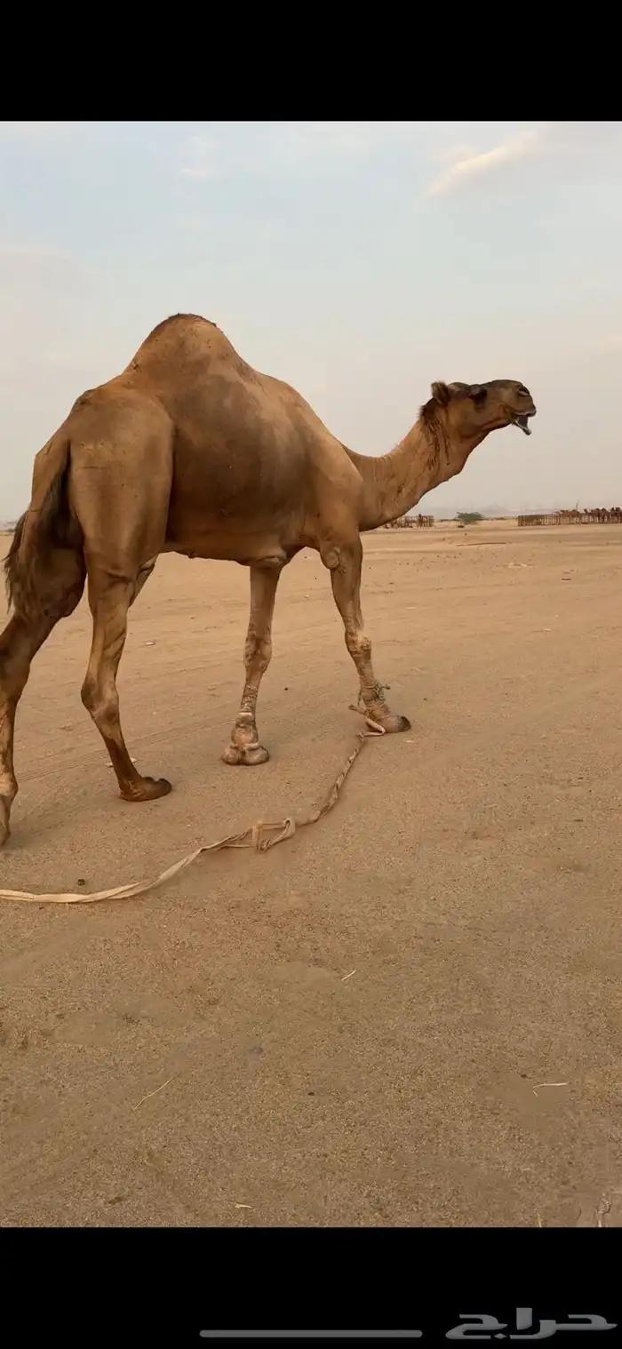 بعير فحل للبيع 2