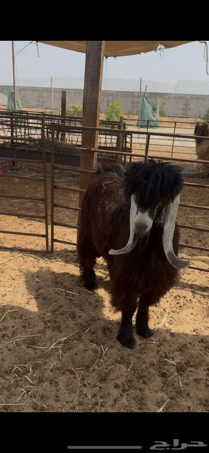 تيس عارضي جذع فحل حار 5