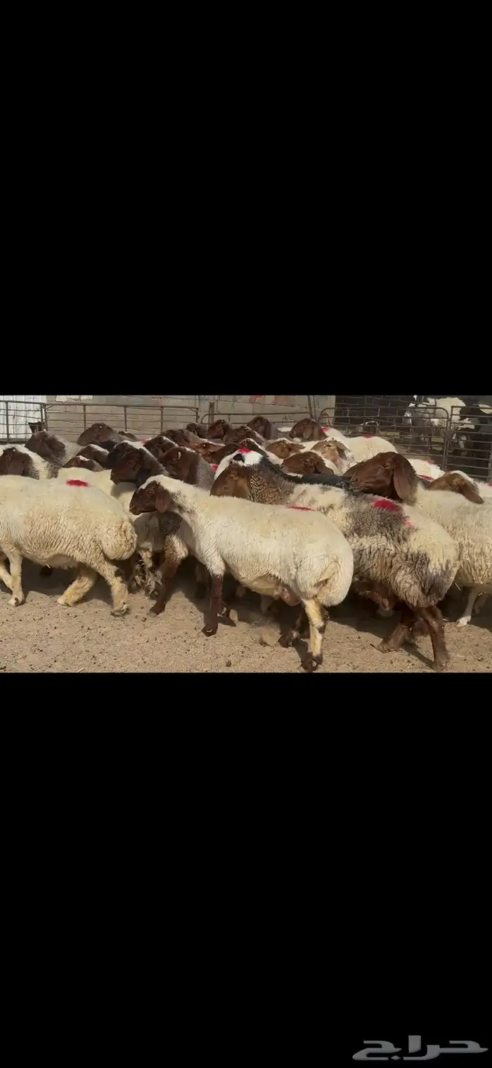 غنم نعيم شرط الدفيع . 15