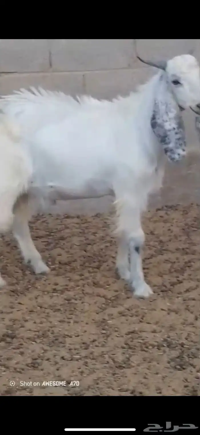 تيوس فحل قبرصي للبيع 1