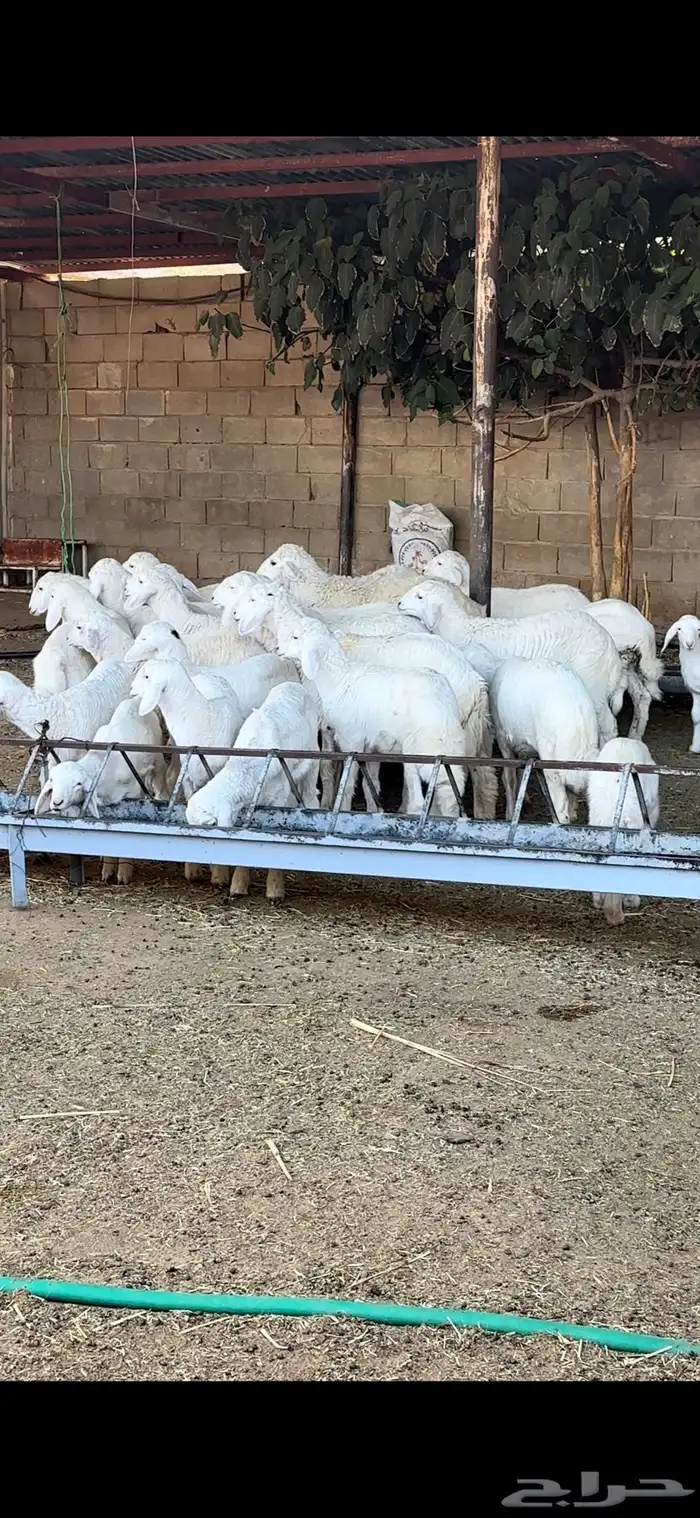 غنم حري تم البيع تم البيع خارج.. 2