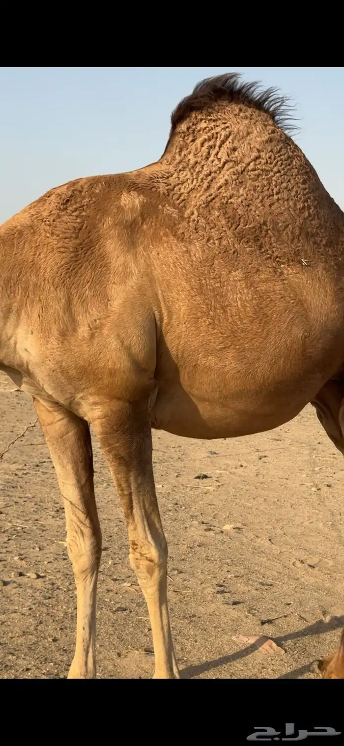 بكره ساحليه لقحة للبيع 10