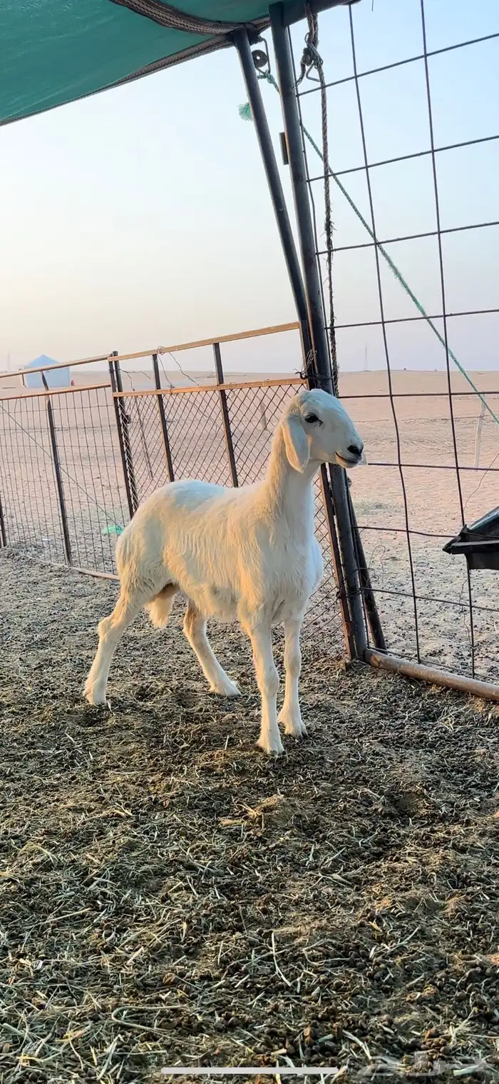 رخل حريه صنف الصنف 0