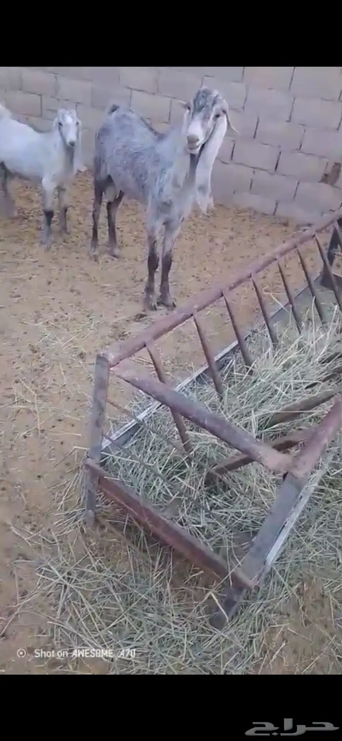 تيوس فحل قبرصي للبيع 0