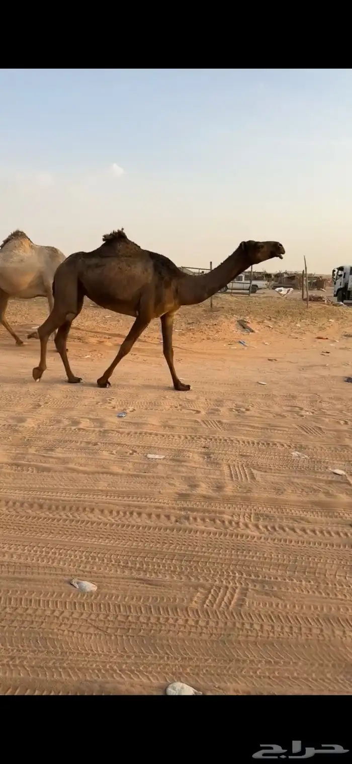 صفرا ثنيه 1