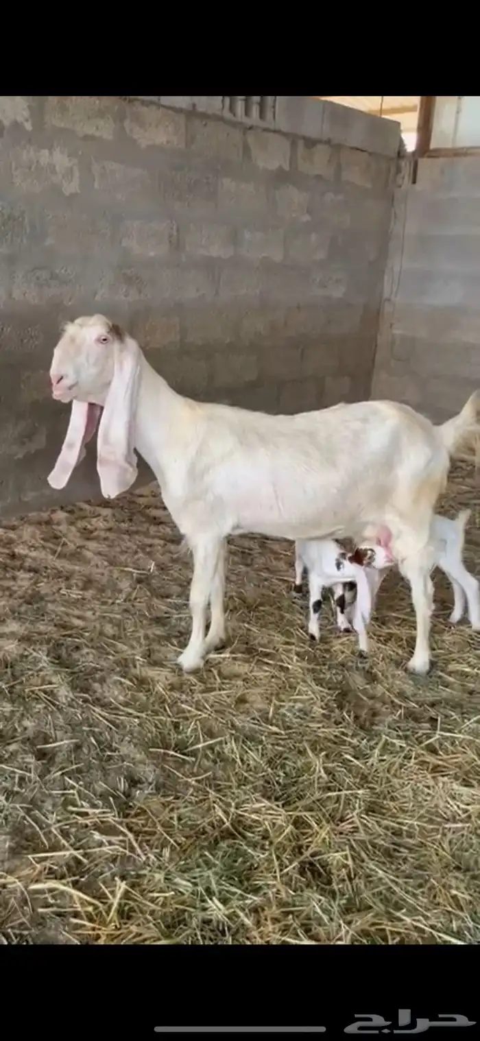 عنز متاوم ب3 جرم كفو بالاحساء 1