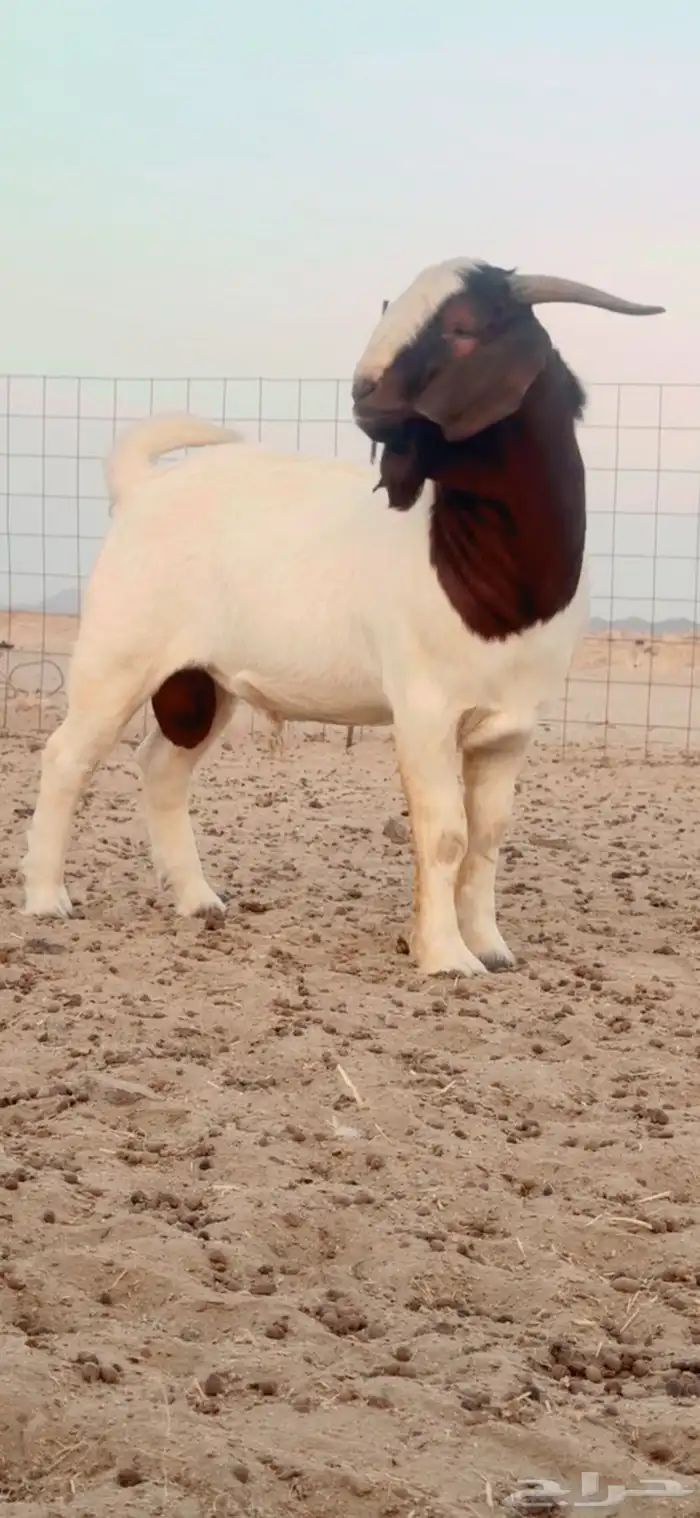 معزه بورقت بيور درجه أولى 3