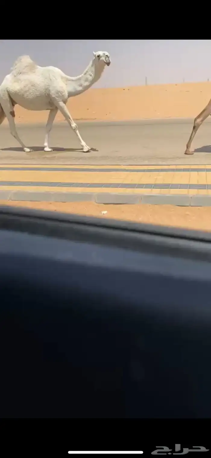 ضريبه وضحا رمانيه معزول حاشيها 1