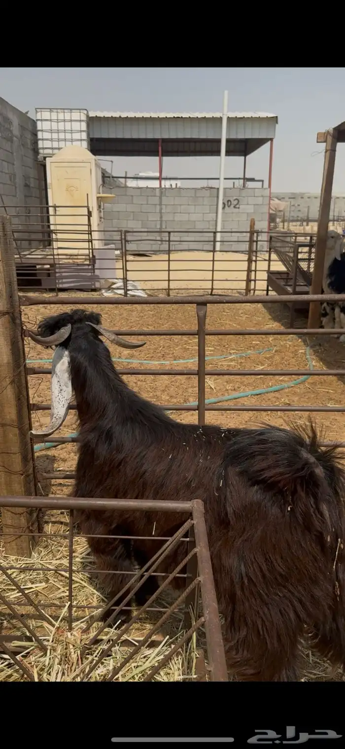 تيس عارضي جذع فحل حار 6
