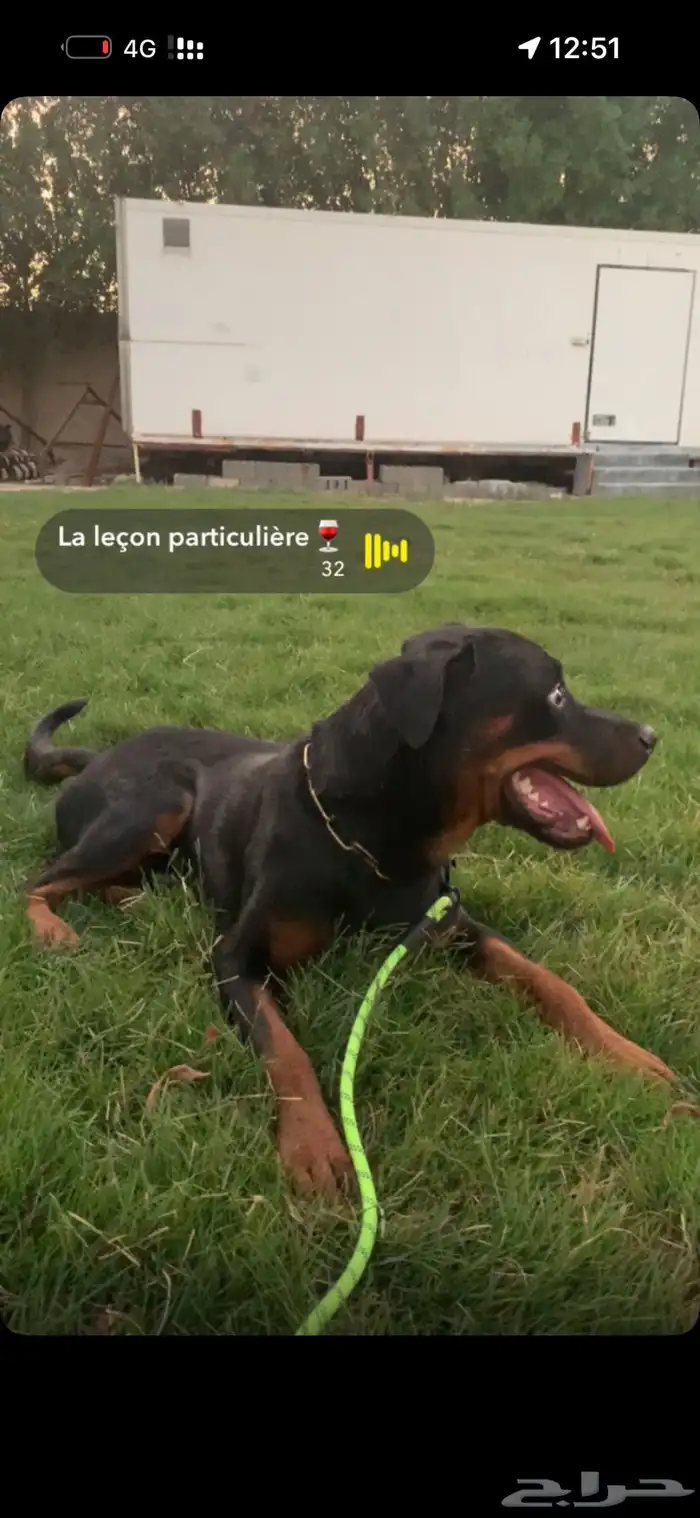 للبيع كلب روت وايلر rottweiler 1