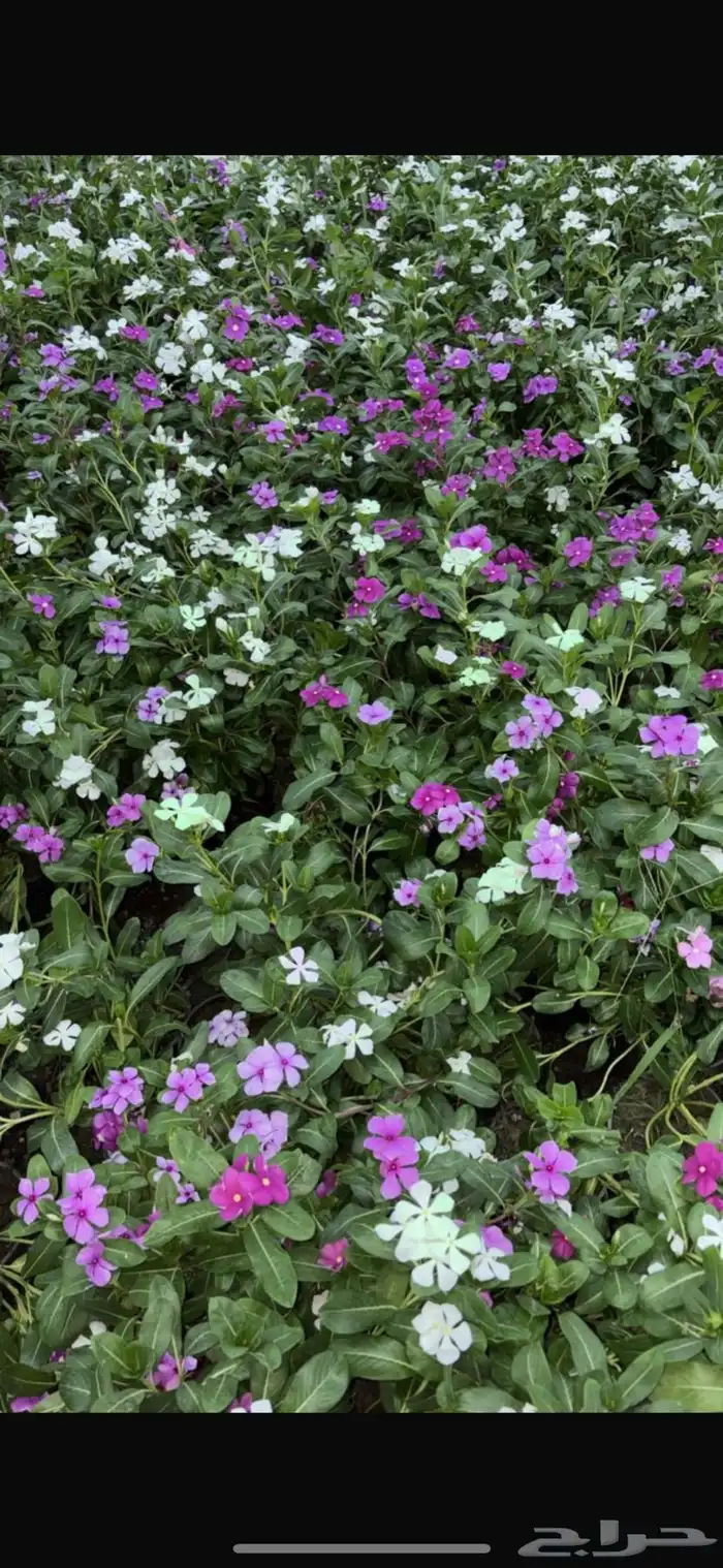 مشتل اشجار شتلات 7