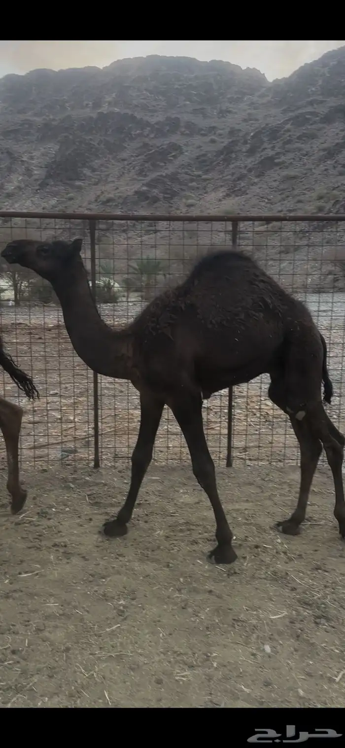 قعود شحم على حليب أمه تم البيع 0