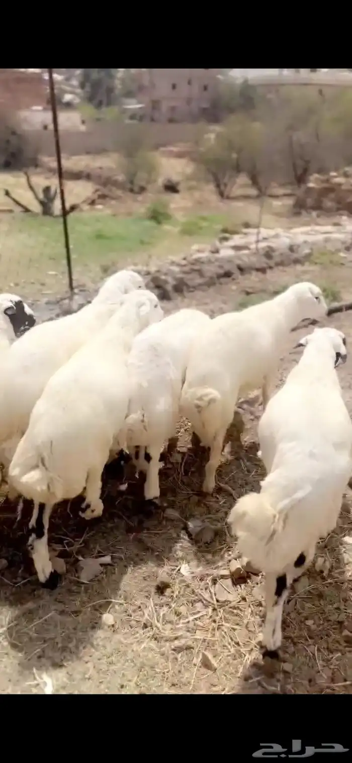 طليان جذعان مراح واحد 5