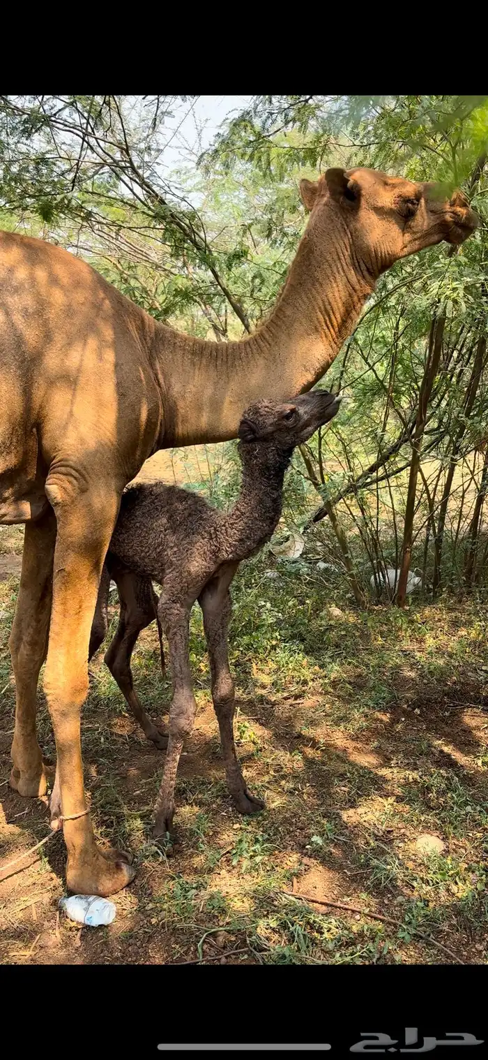 ناقه للبيع مشروطة 0