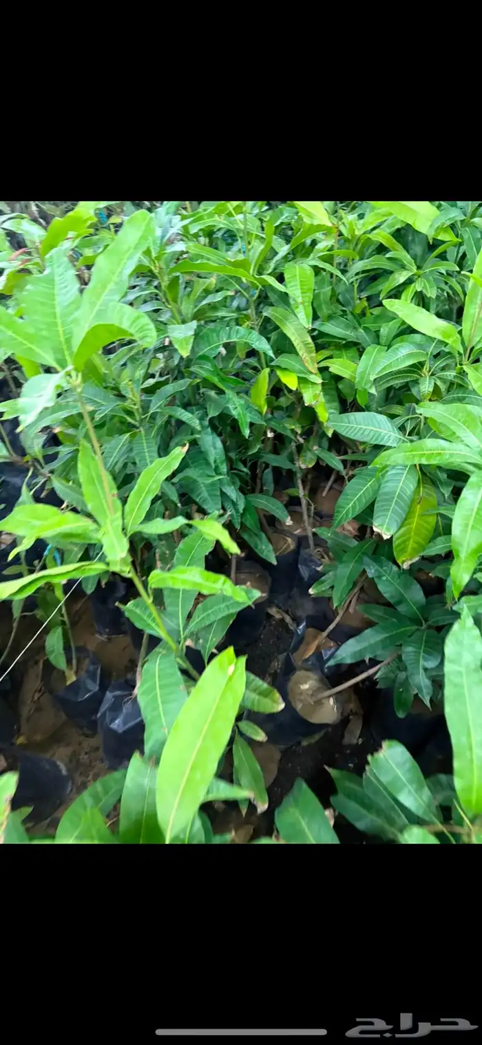 مشتل اشجار شتلات 5