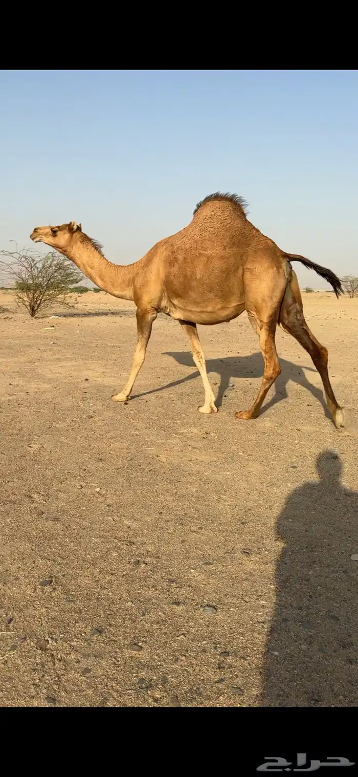 بكره ساحليه لقحة للبيع 3