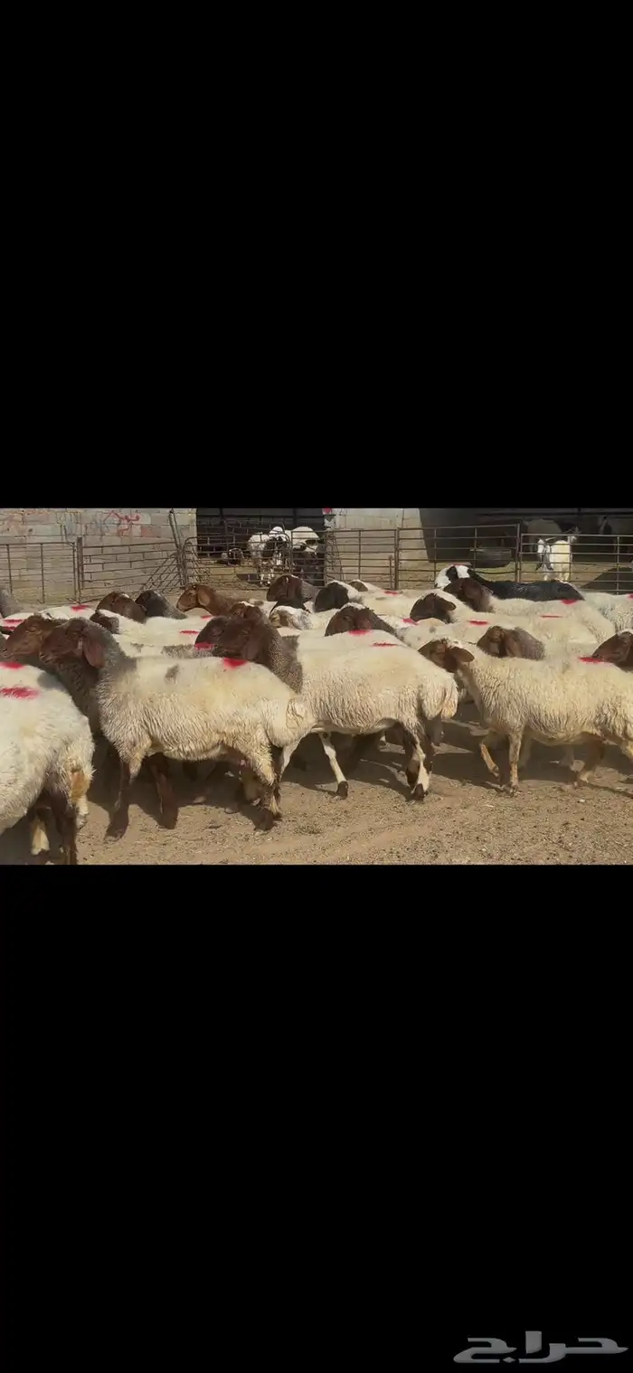 غنم نعيم شرط الدفيع . 4