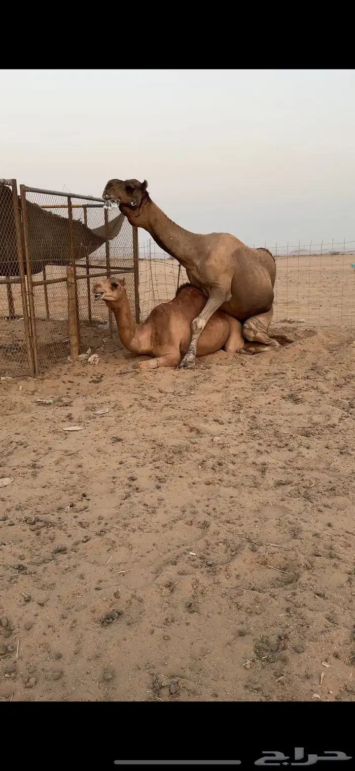 بعير فحل للبيع 1