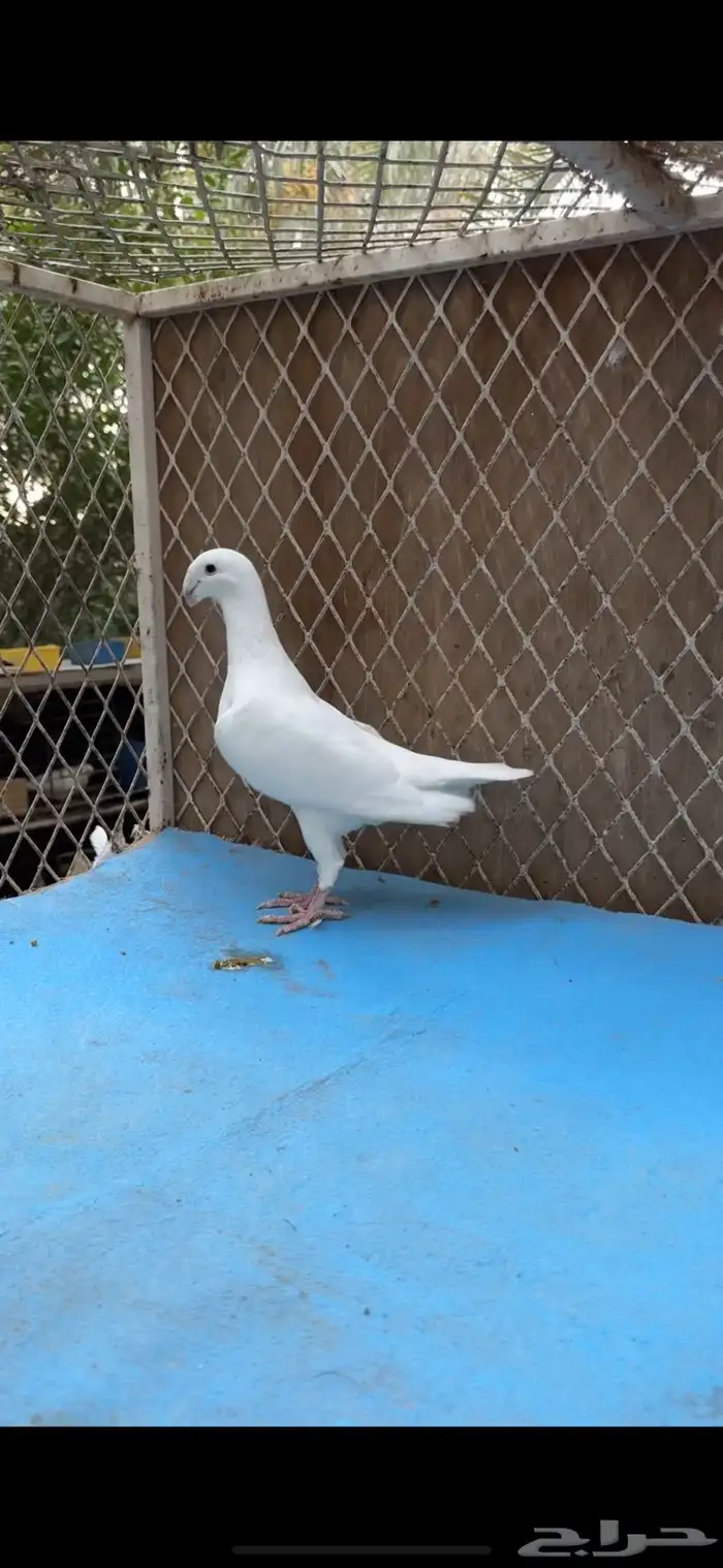 للبيع حمام هومر 0