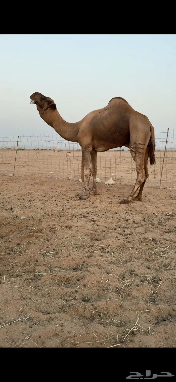 بعير فحل للبيع 10