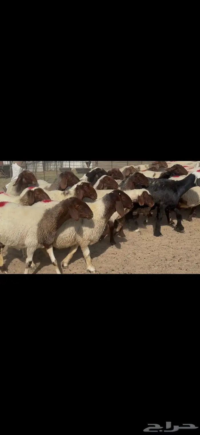 غنم نعيم شرط الدفيع . 20