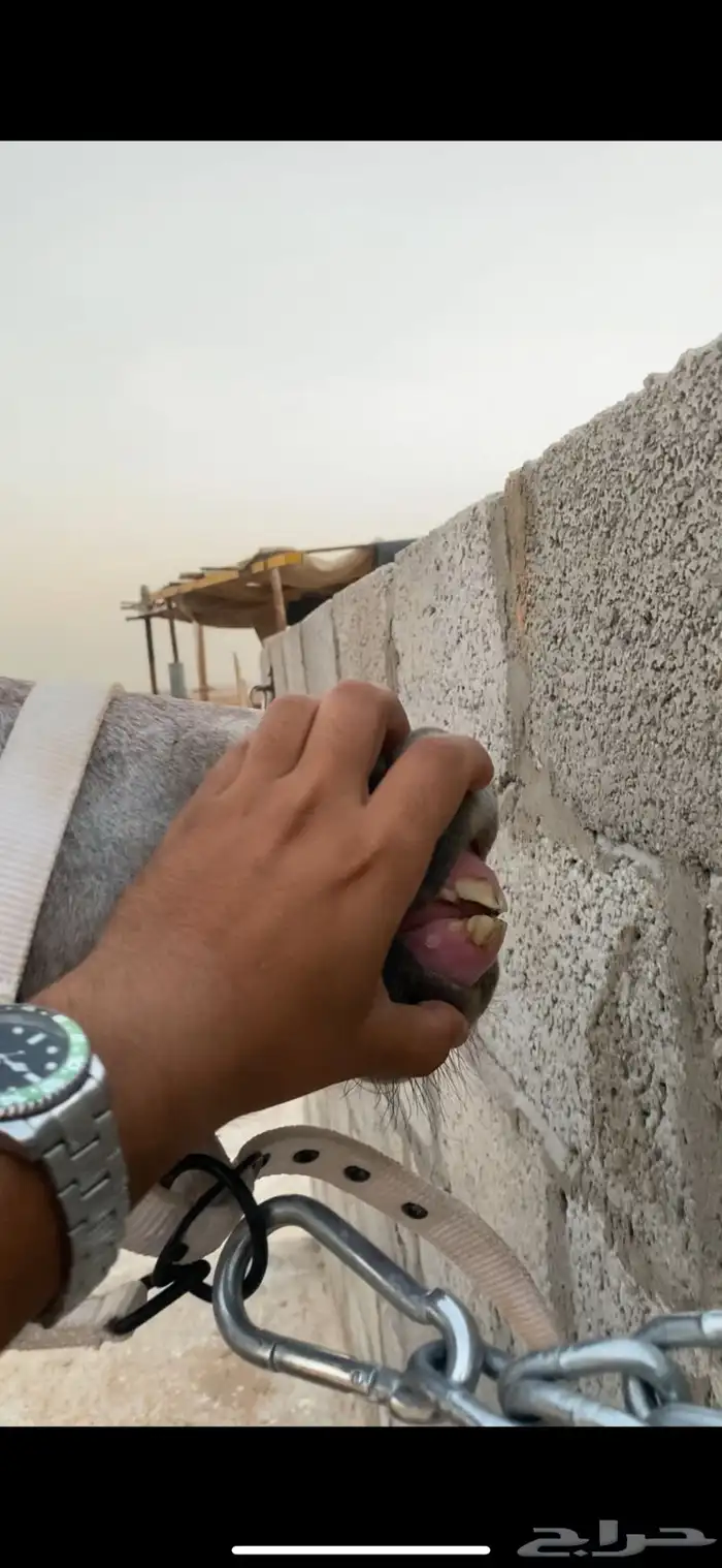 مهرة 1
