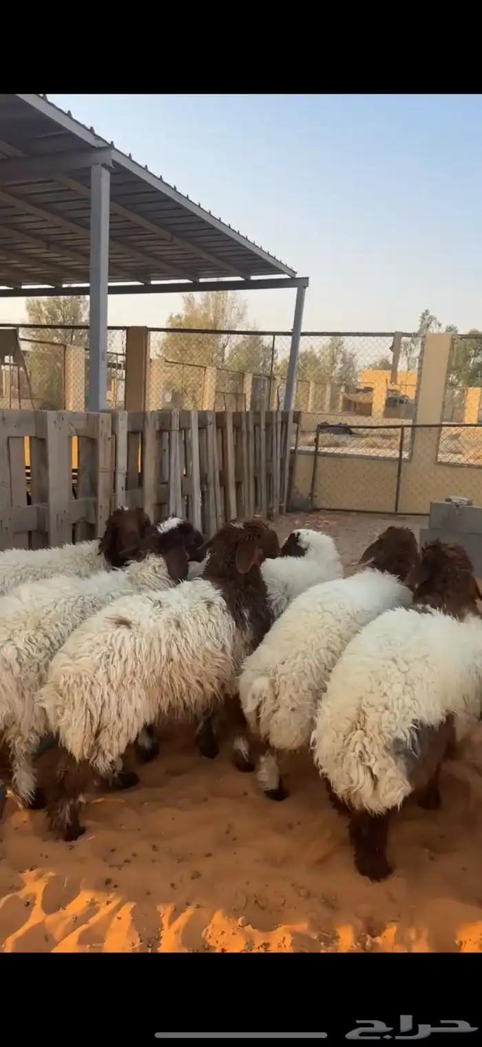 رخال نعيم 2