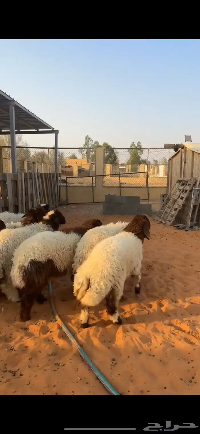 رخال نعيم 5