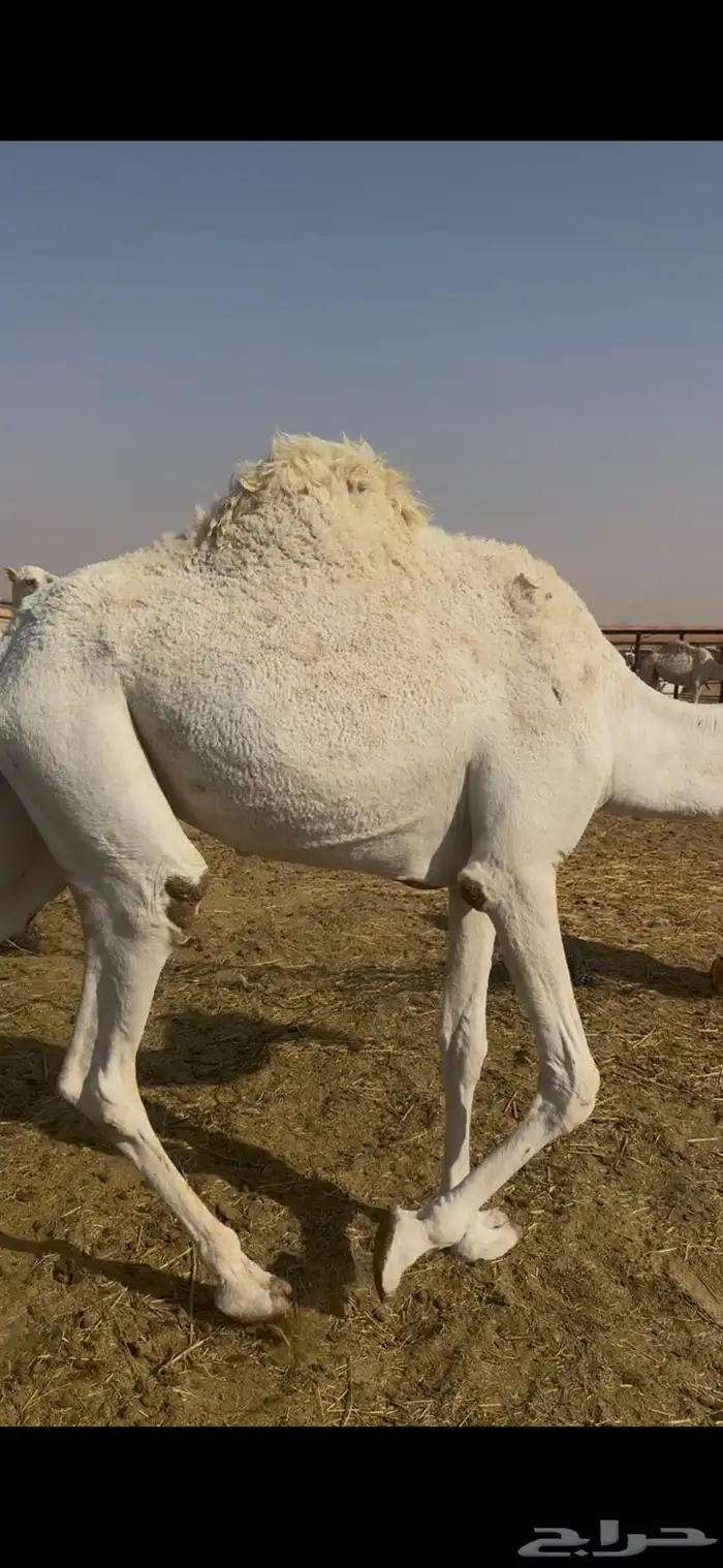 بكره وضحاء حليوه ساسها طيب الي بيقني او اسكين 3