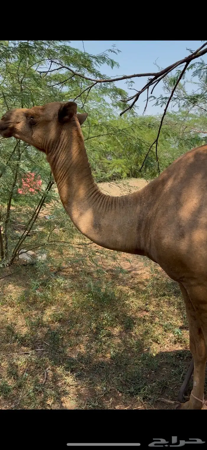 ناقه للبيع مشروطة 2