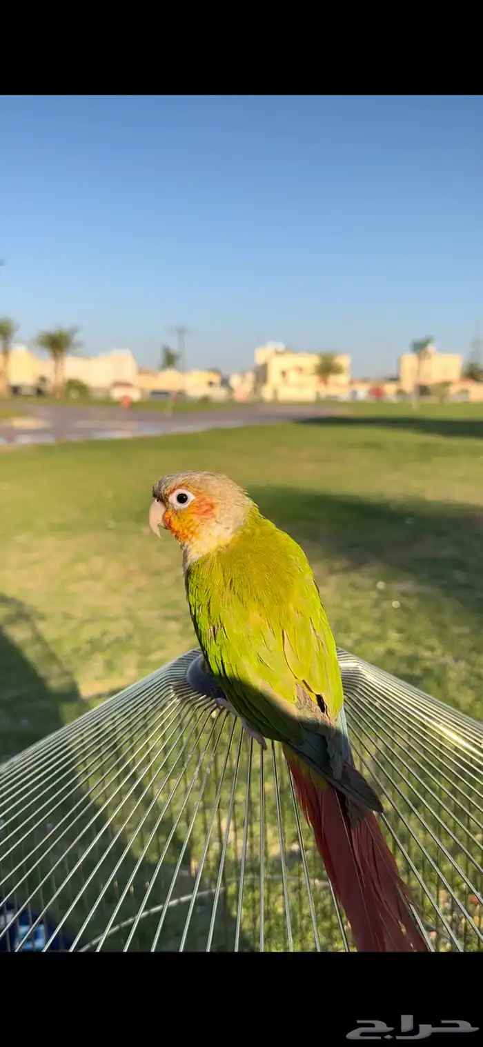 ببغاء كنيور 0