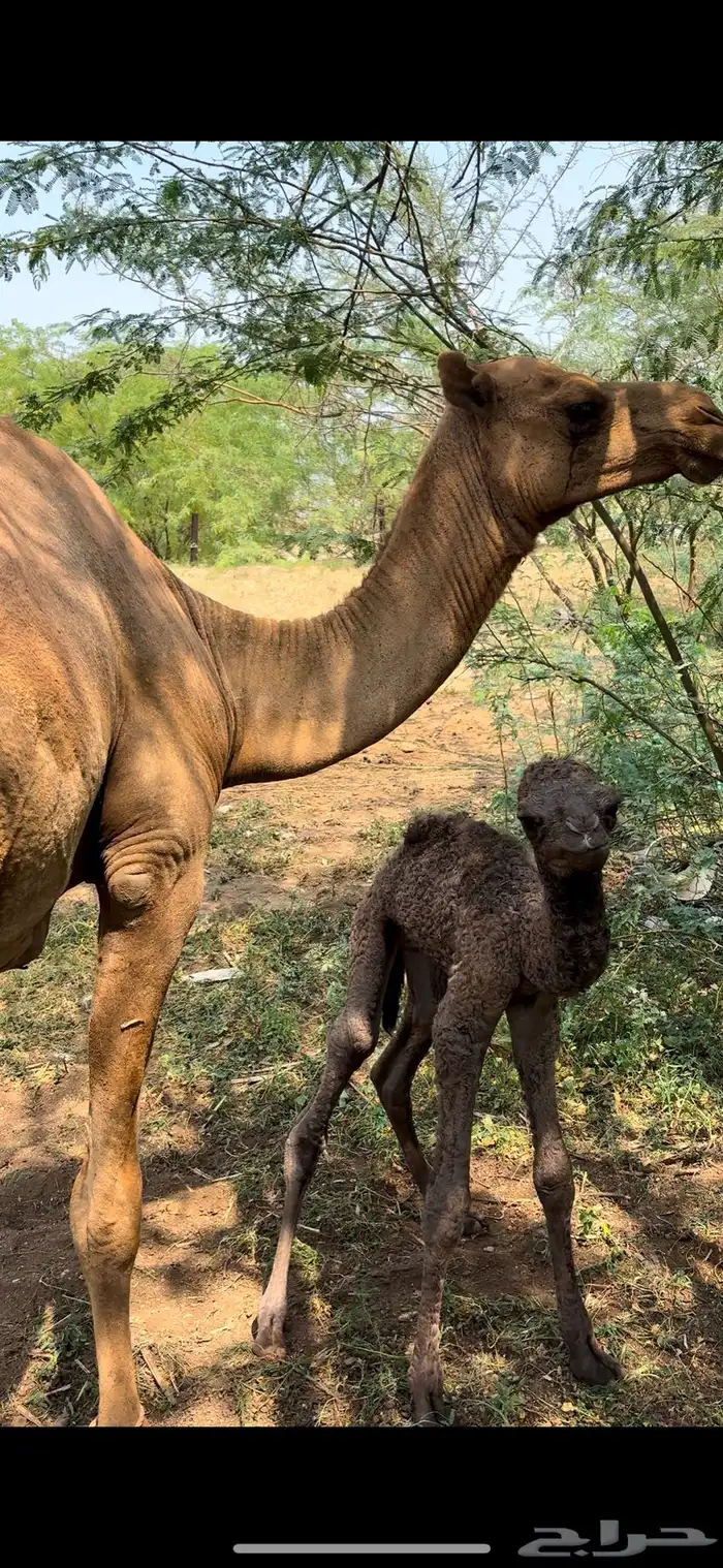 ناقه للبيع مشروطة 1