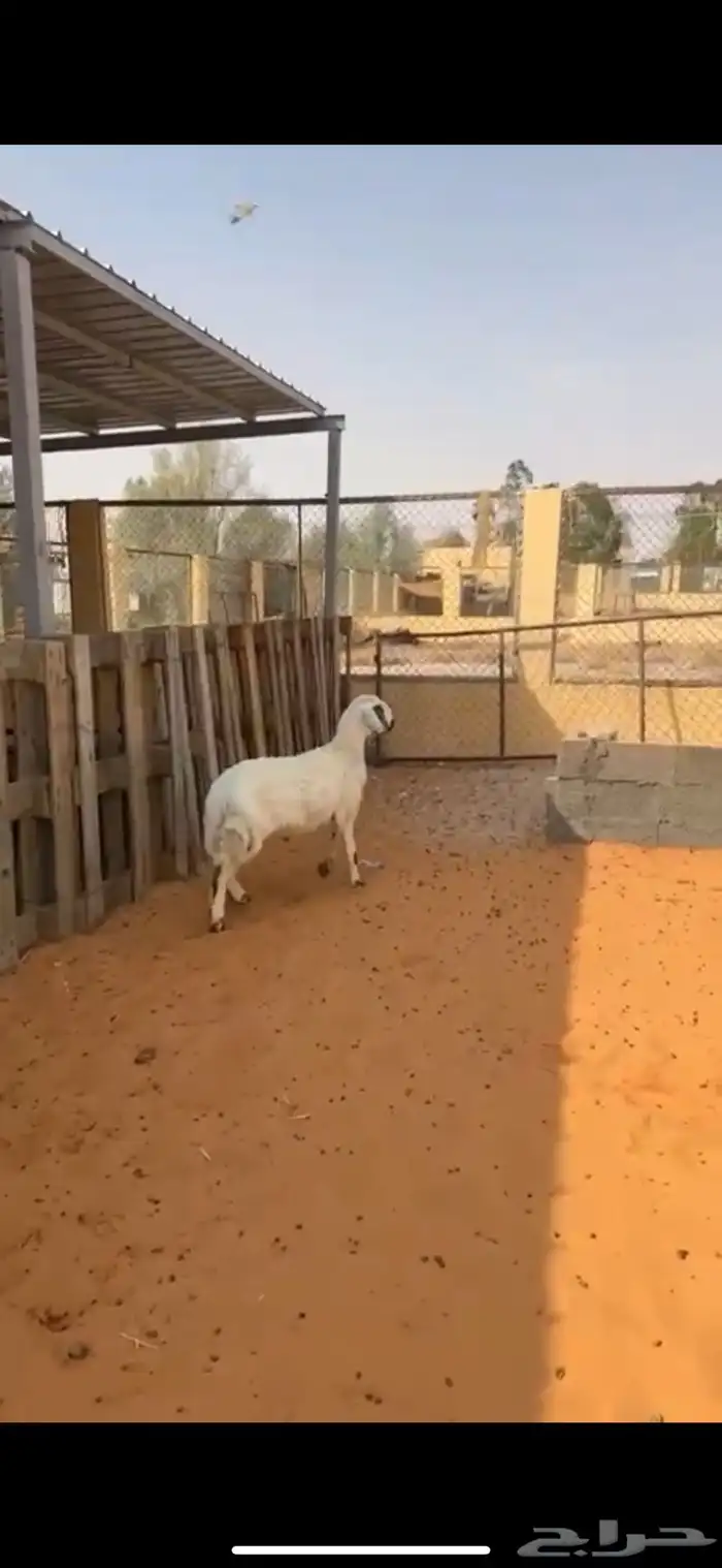 خروف مشروك نعيمي مع حري طيب ونظيف وشحم عمره 6 شهور 4
