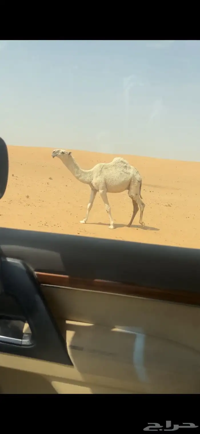 قعود باتلي 0