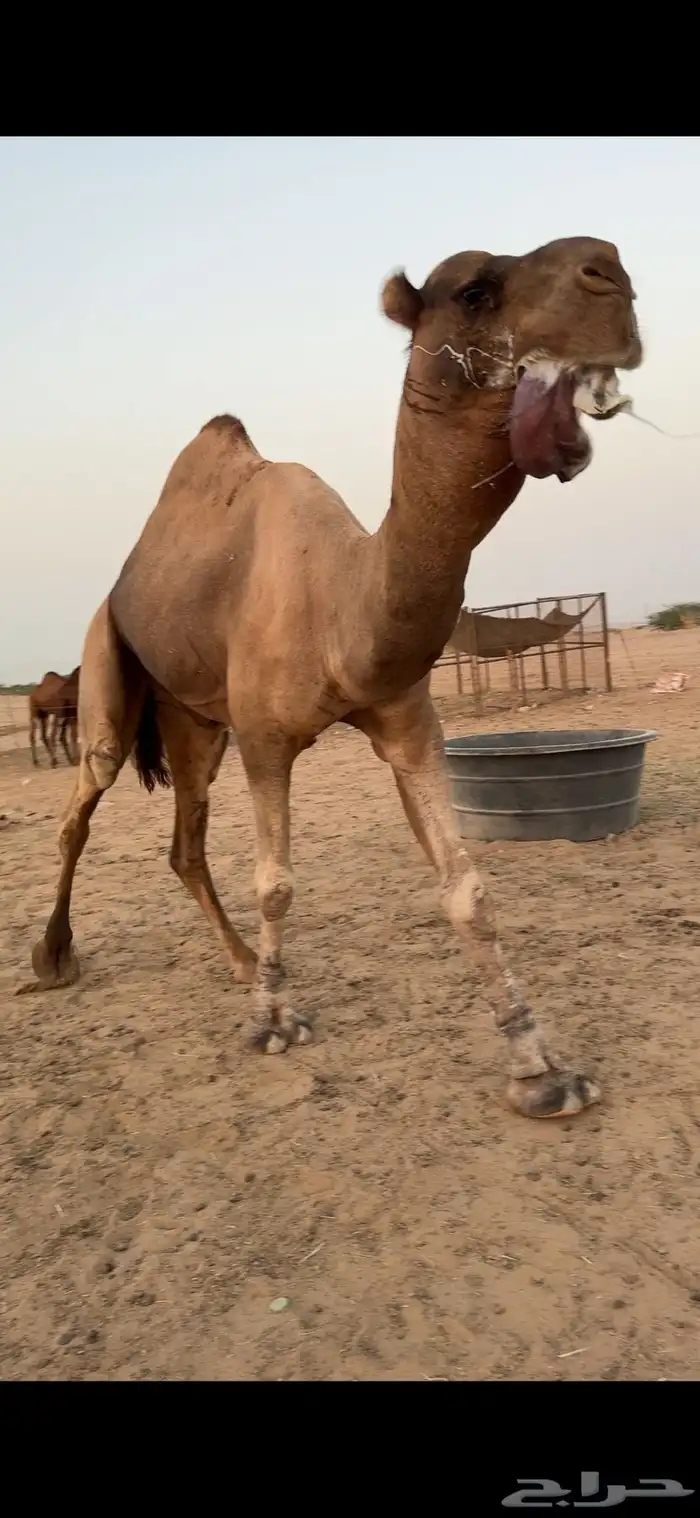 بعير فحل للبيع 8