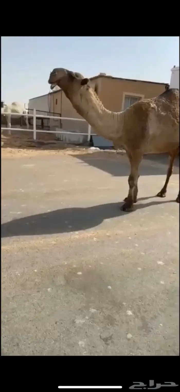 للبيع البعير الكفو 1