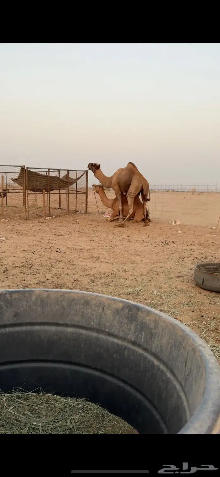 بعير فحل للبيع 0