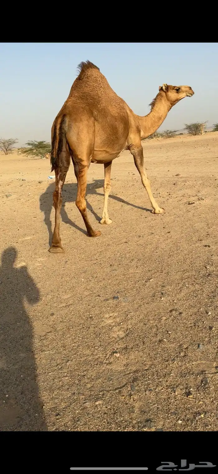 بكره ساحليه لقحة للبيع 2