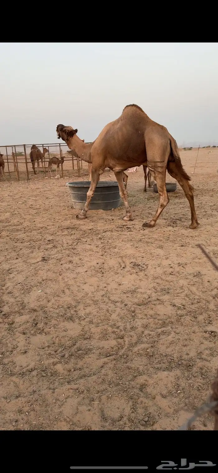 بعير فحل للبيع 7