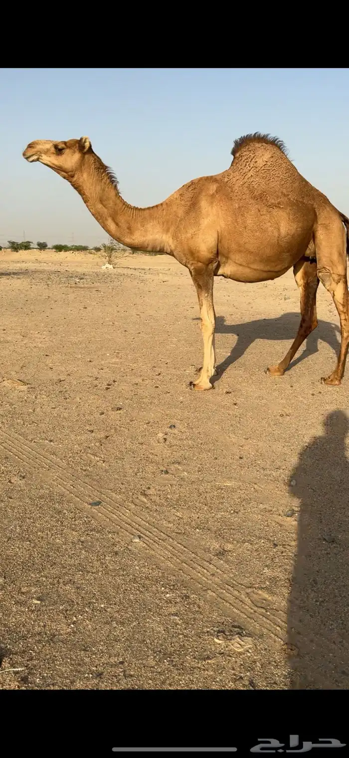 بكره ساحليه لقحة للبيع 5