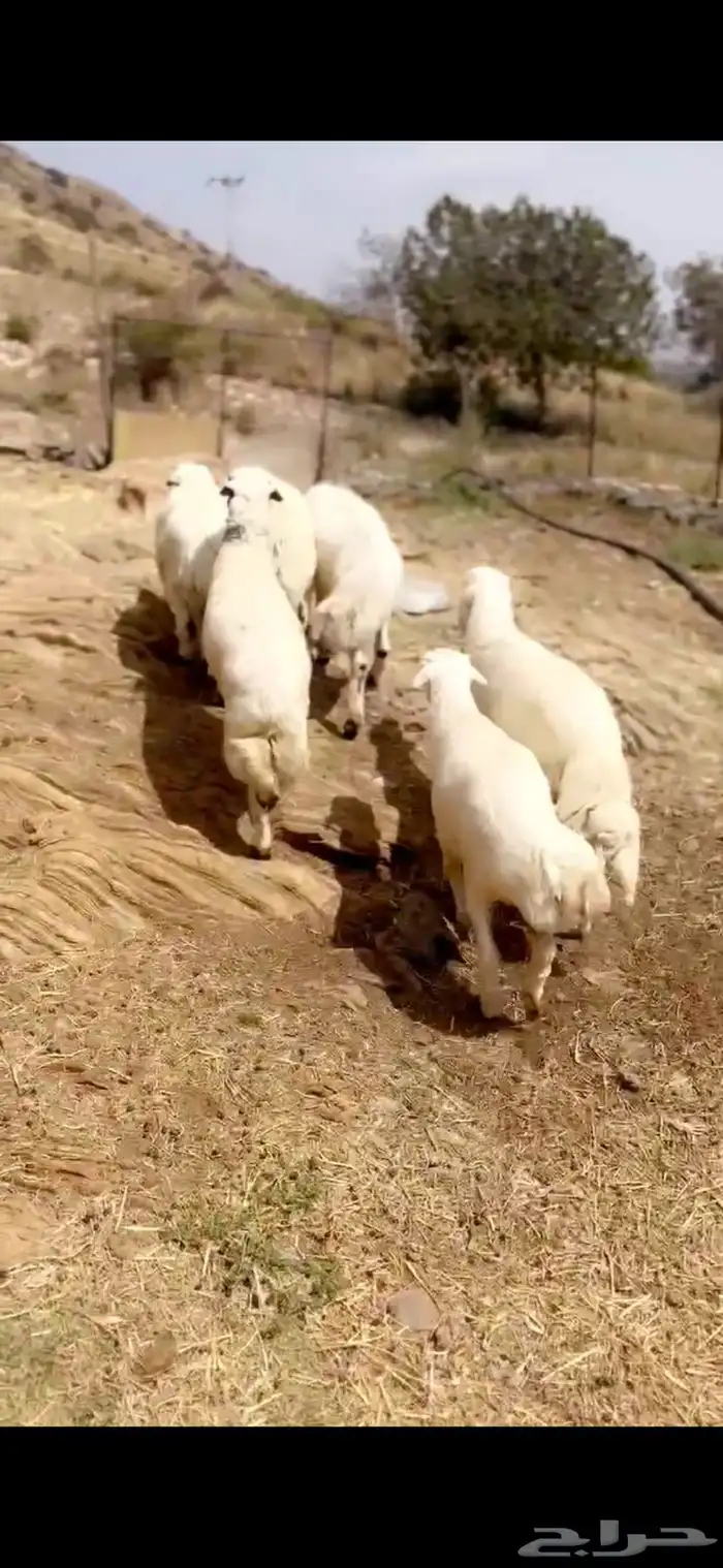 طليان جذعان مراح واحد 0